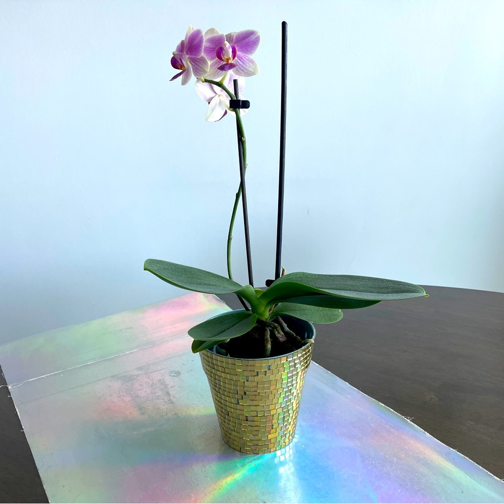 🪩 Hand Made Gold Mirror Disco Planter ✨🪩